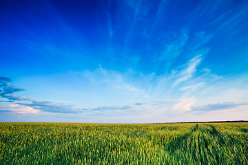 Image showing Green wheat field blue sky