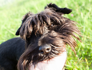 Image showing Miniature schnauzer outdoors