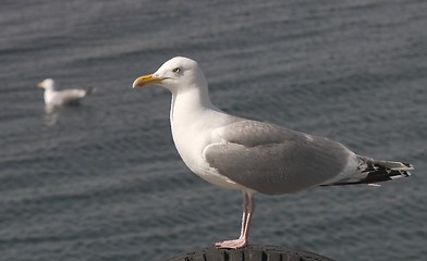 Image showing Herring Gull