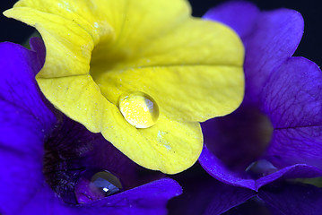 Image showing Morning Glory Close up