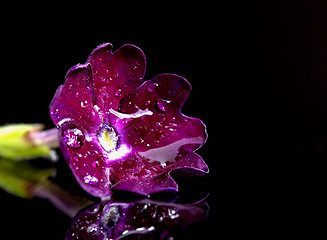 Image showing Morning Glory Close up