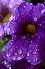 Image showing Morning Glory Close up