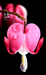 Image showing Macro Bleeding Heart