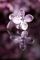 Image showing Close Up Lilac