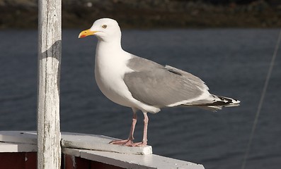 Image showing Herring gull