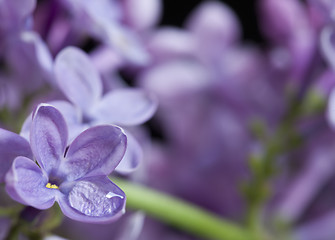 Image showing Close Up Lilac