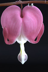 Image showing Macro Bleeding Heart