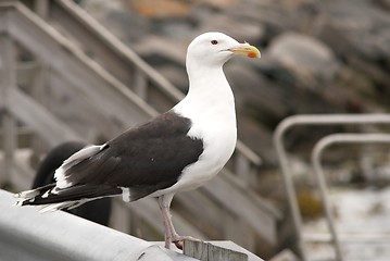 Image showing Great Black-backed Gull