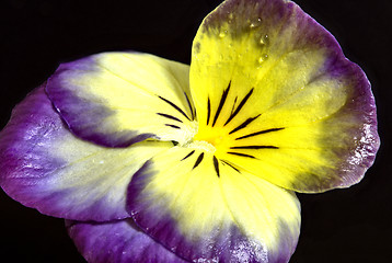 Image showing Pansy close up