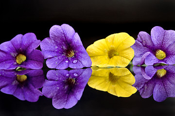 Image showing Morning Glory Close up