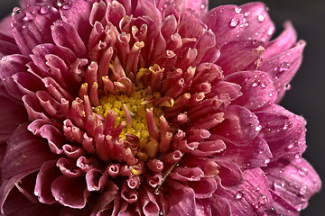 Image showing Pink Flower