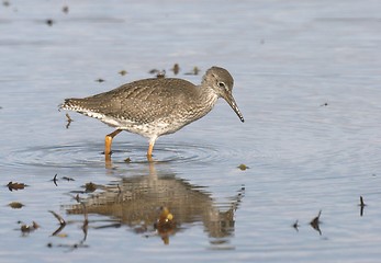 Image showing Common Redshank