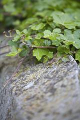 Image showing Ivy Foliage