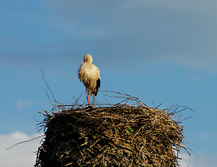 Image showing Sleeping Stork