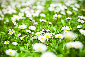 Image showing chamomile flowers field 