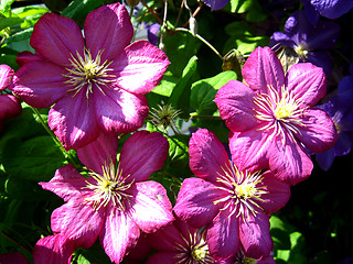 Image showing beautiful red flowers of clematis