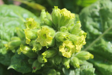 Image showing beautiful yellow flowers of tobacco