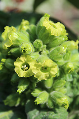 Image showing beautiful yellow flowers of tobacco