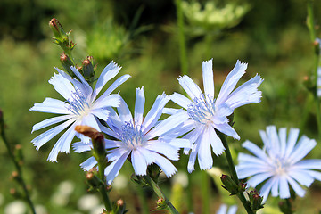 Image showing blue flowers of Cichorium