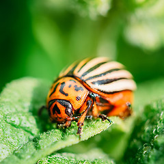 Image showing Macro shoot of potato bug on leaf