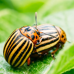 Image showing Macro shoot of potato bug on leaf