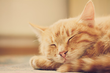 Image showing Little Red Kitten Sleeping On Bed