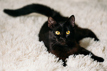 Image showing Little Black Kitten On Bed