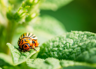 Image showing Macro shoot of potato bug on leaf