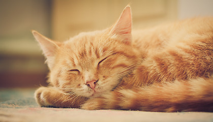 Image showing Little Red Kitten Sleeping On Bed