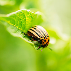 Image showing Macro shoot of potato bug on leaf