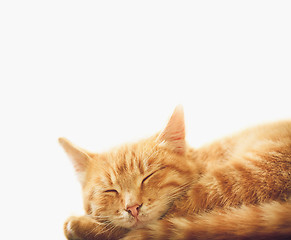 Image showing Little Red Kitten Sleeping On White Background