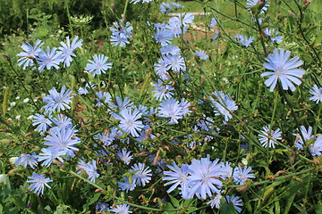 Image showing blue flowers of Cichorium