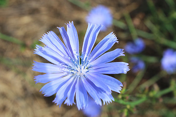 Image showing blue flower of Cichorium