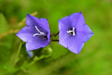 Image showing pair of flowers of bluebells