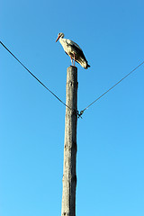 Image showing stork standing on the telegraph-pole