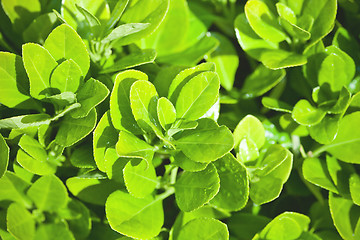 Image showing green leaves