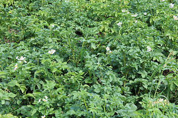 Image showing Kitchen garden of the blossoming potato