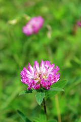 Image showing Pink flowers of clover