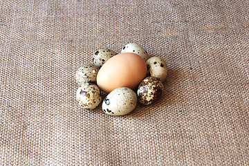 Image showing some eggs of the quail and one of the hen