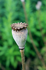 Image showing green head of the poppy