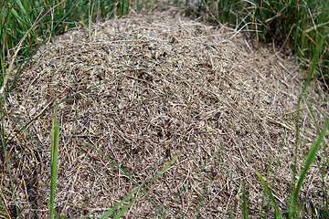 Image showing big ant hill