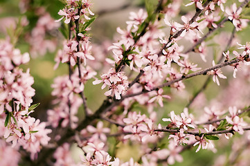 Image showing Blossoming Almond Branch