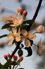 Image showing Branch blossoming apple