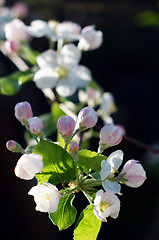 Image showing Branch blossoming apple