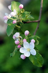 Image showing Branch blossoming apple