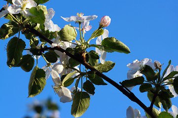 Image showing Branch blossoming apple-tree against the blue sky