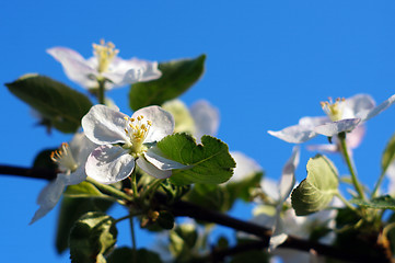 Image showing Branch blossoming apple-tree against the blue sky