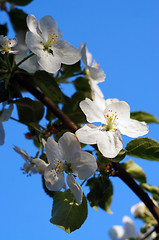 Image showing Branch blossoming apple-tree against the blue sky