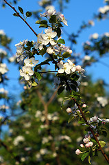 Image showing Branch blossoming apple-tree against the blue sky