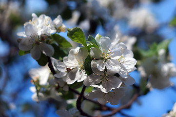 Image showing Apple blossom closeup